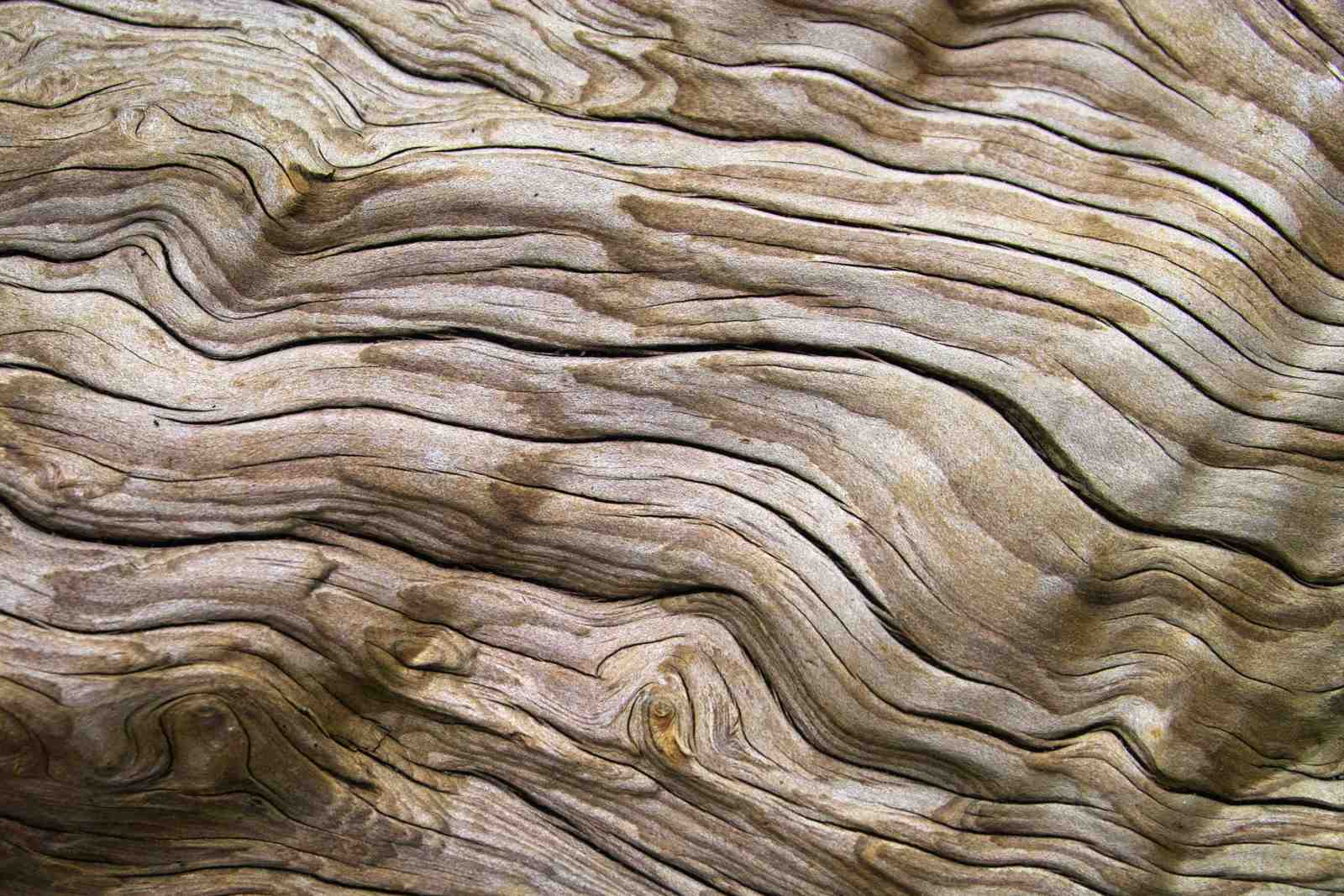 Organic Wood Grain Texture Wall Art