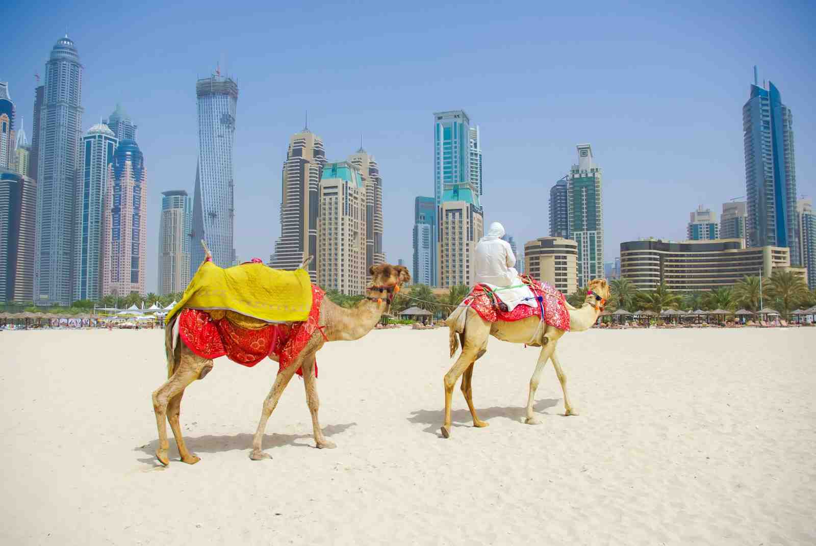 Dubai Camel Beach Scene Wall Art