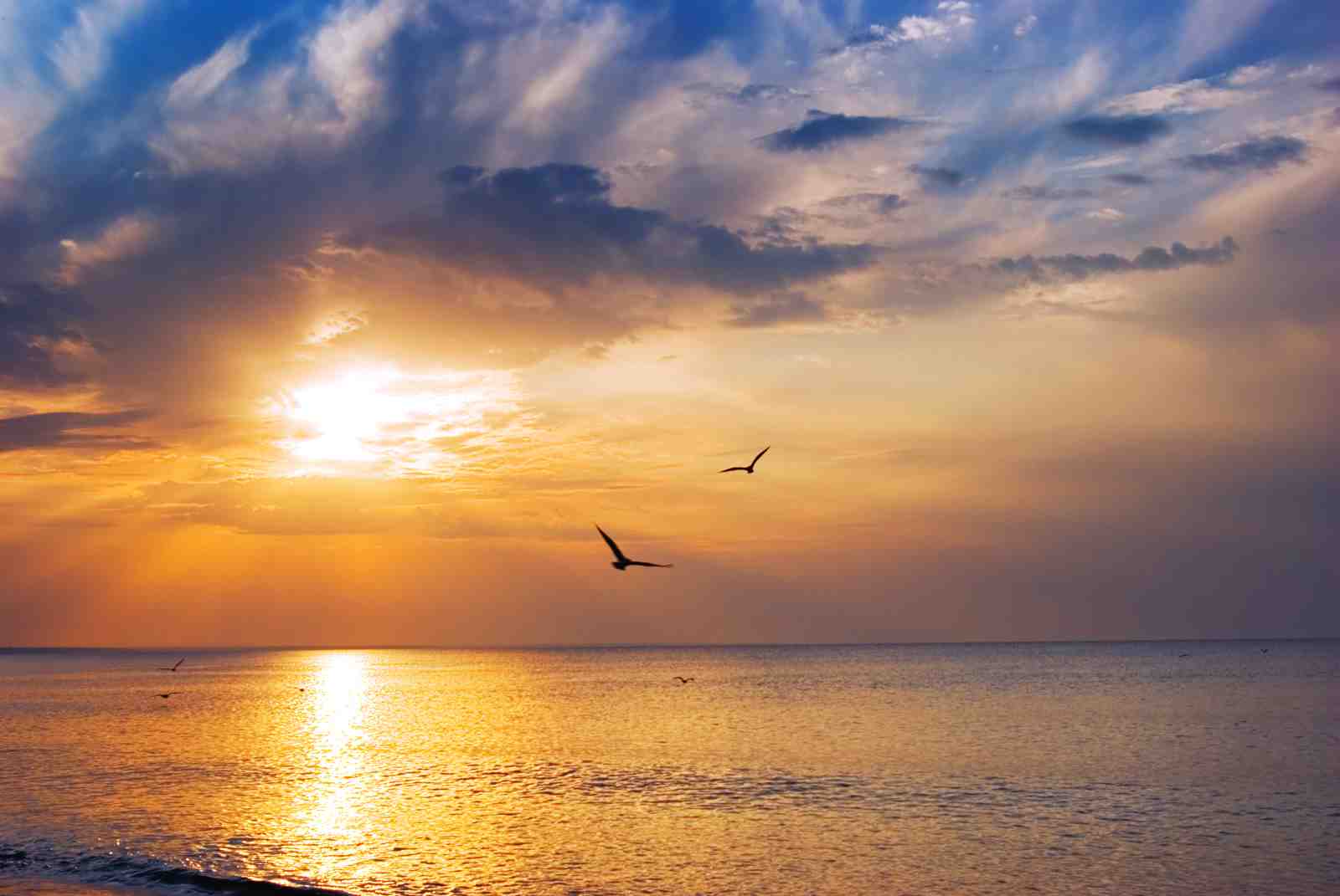 Golden Horizon Seagulls Wall Art