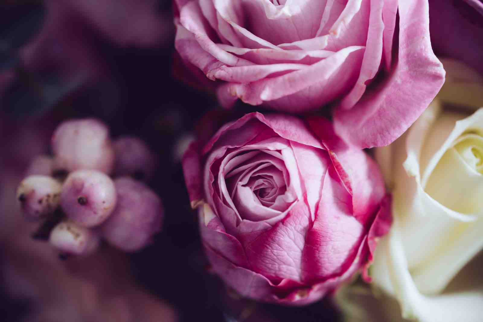 Elegant Pink Rose Floral Wall Art