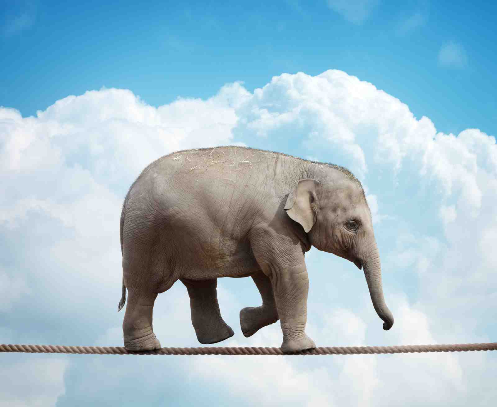 Majestic Elephant Tightrope Walk Wall Art