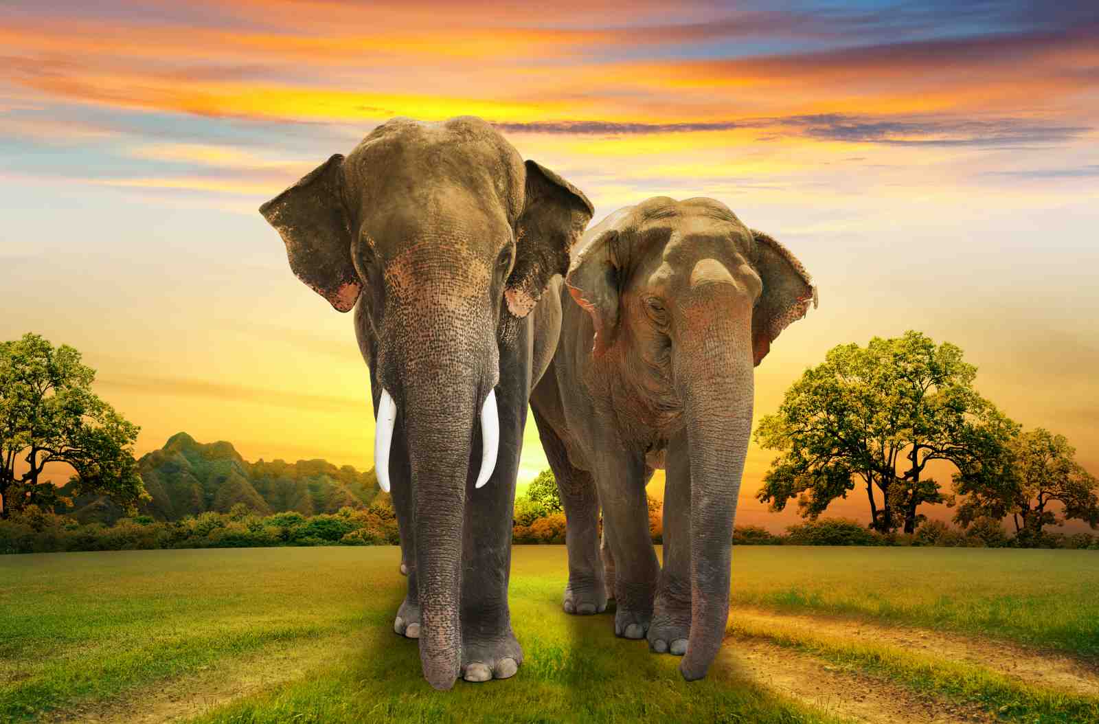 Majestic Elephants Sunset Wildlife Wall Art