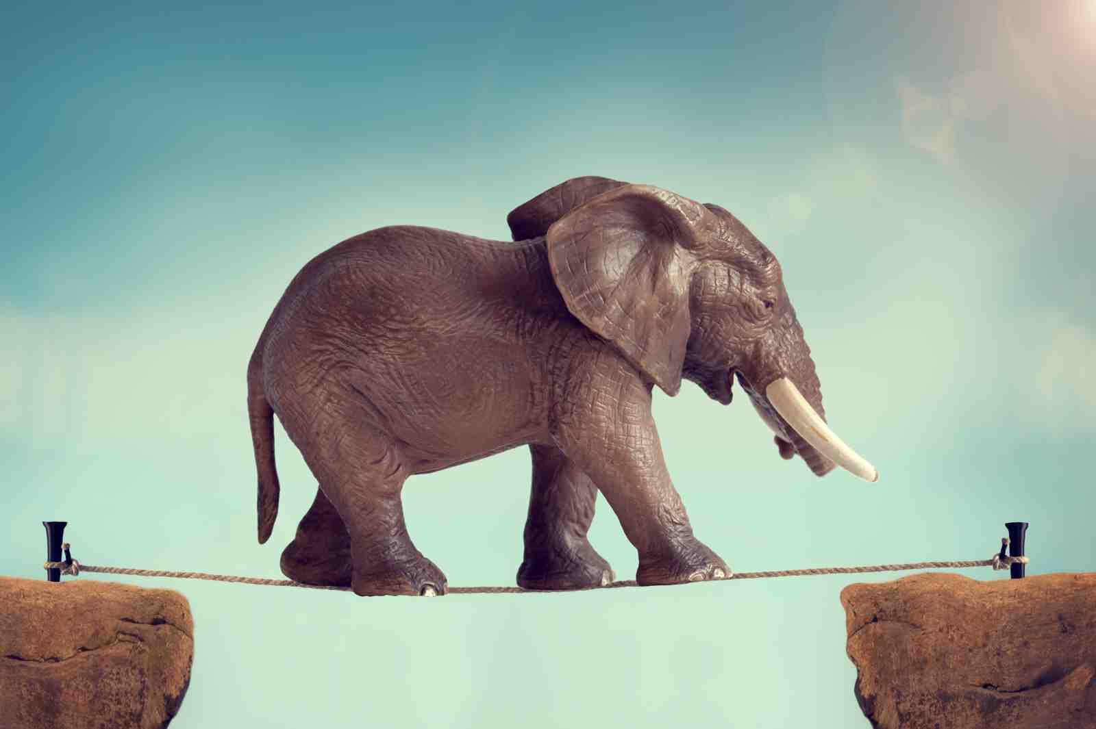Elephant Balance Tightrope Art Wall Art