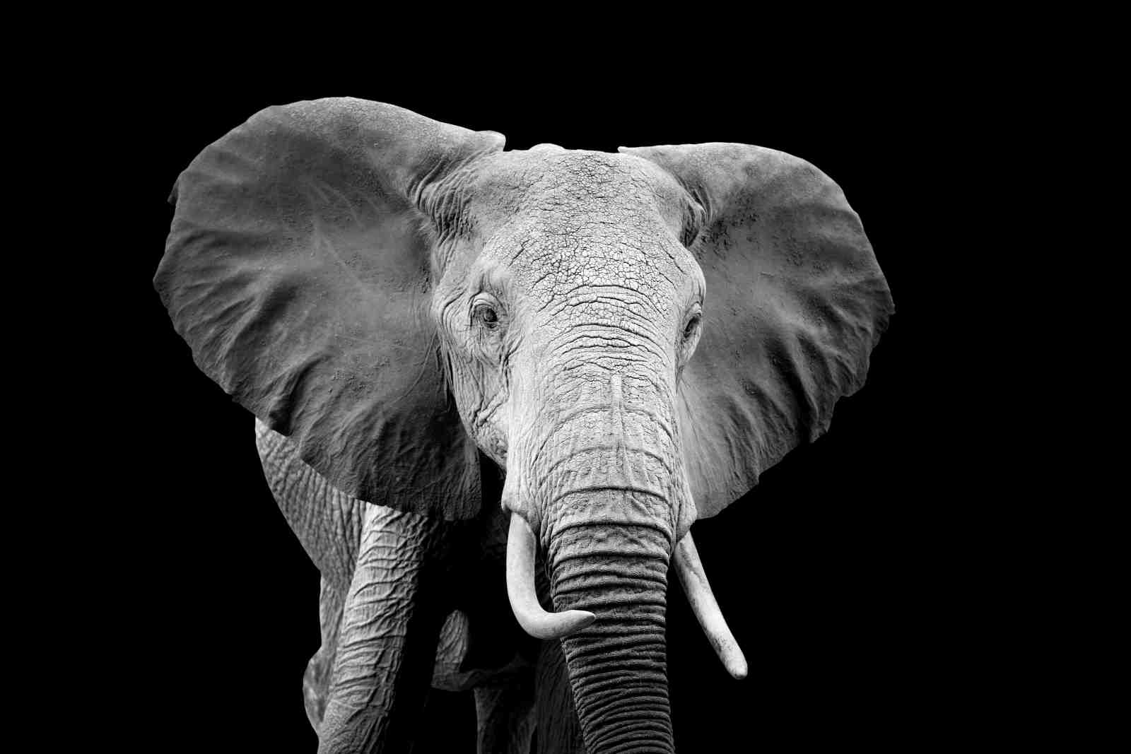 Majestic Elephant Portrait Black and White Wall Art