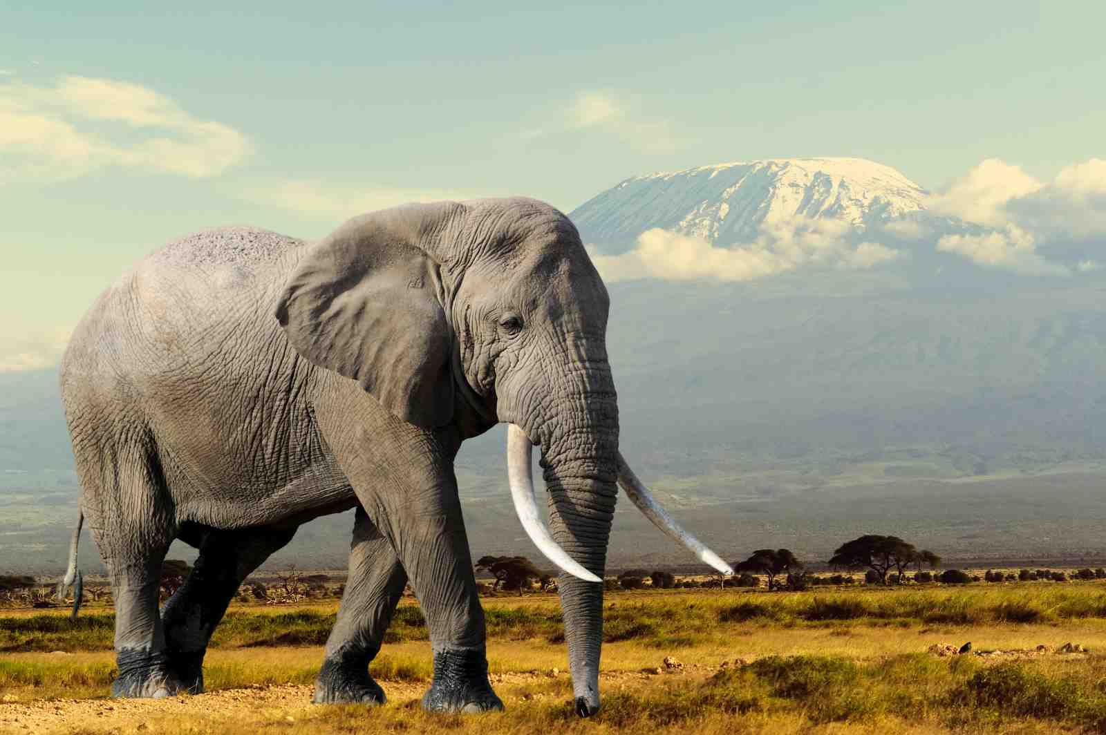 Majestic Elephant Kilimanjaro Wall Art