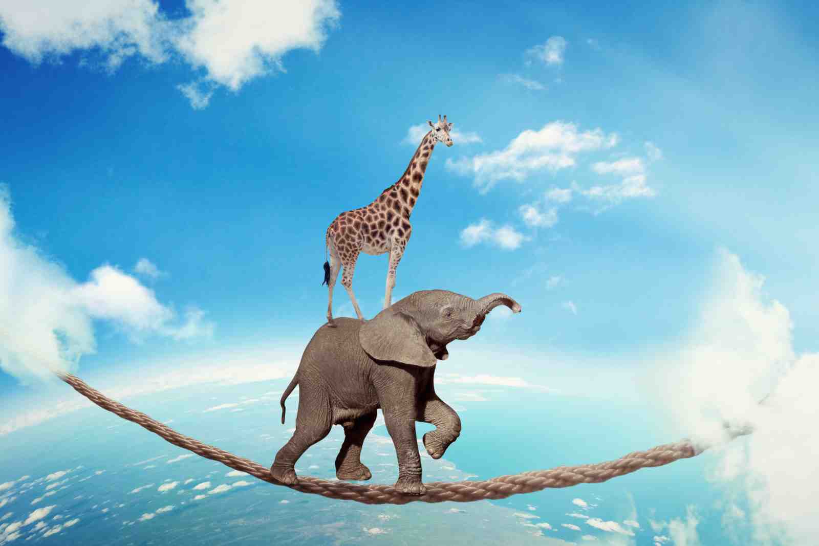 Elephant & Giraffe Tightrope Wall Art