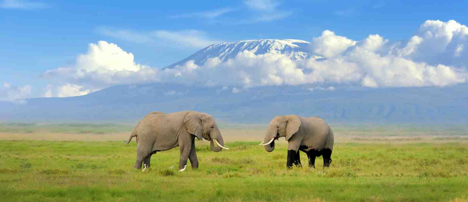 Majestic Elephants Kilimanjaro Wall Art