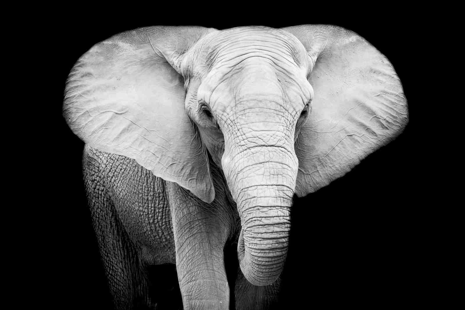 Majestic Elephant Portrait Black & White Wall Art