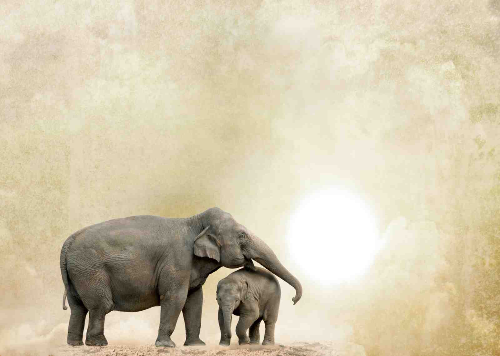 Gentle Giants Elephant Family Wall Art