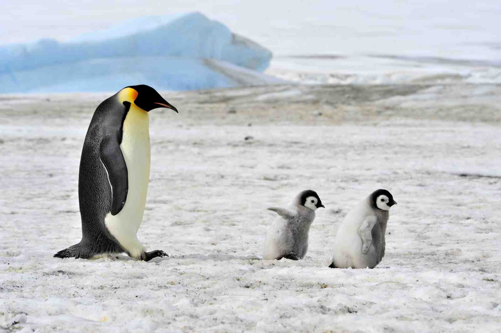Majestic Emperor Penguins Family Wall Art