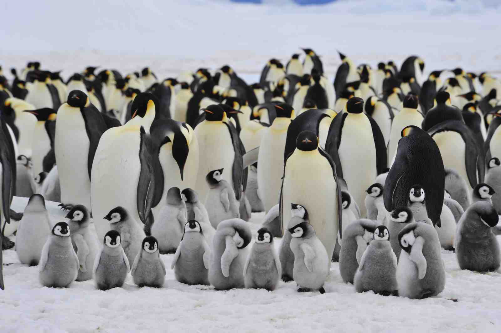 Adorable Penguin Colony Arctic Adventure Wall Art
