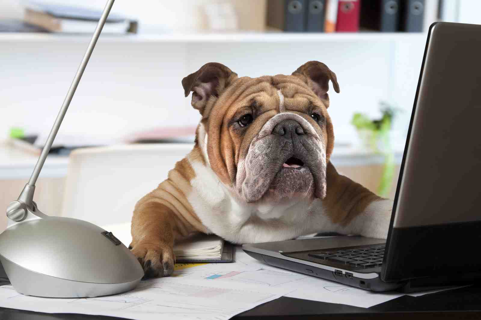 Funny Bulldog Working on Laptop Wall Art