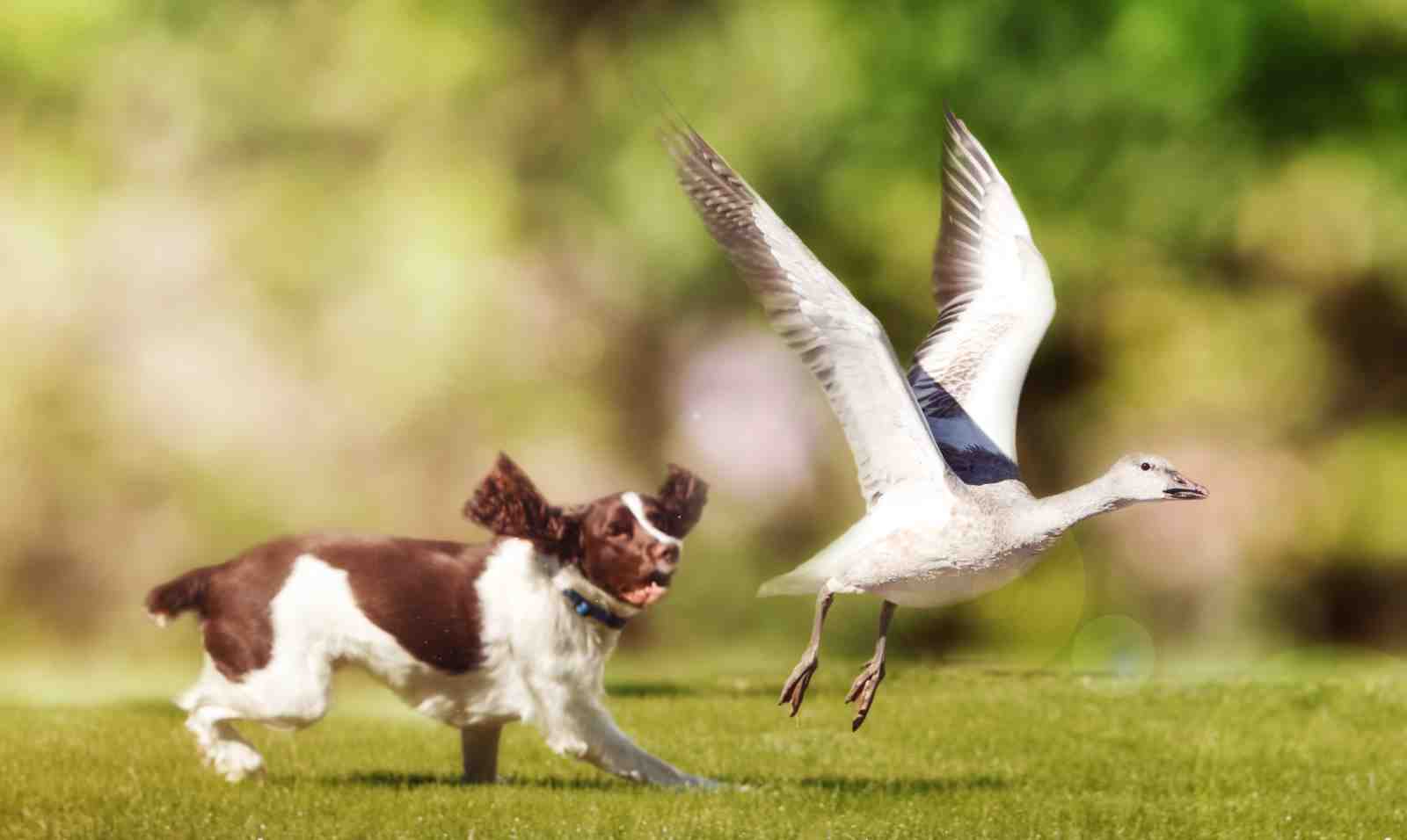 Playful Springer Spaniel Dog & Bird Chase Wall Art