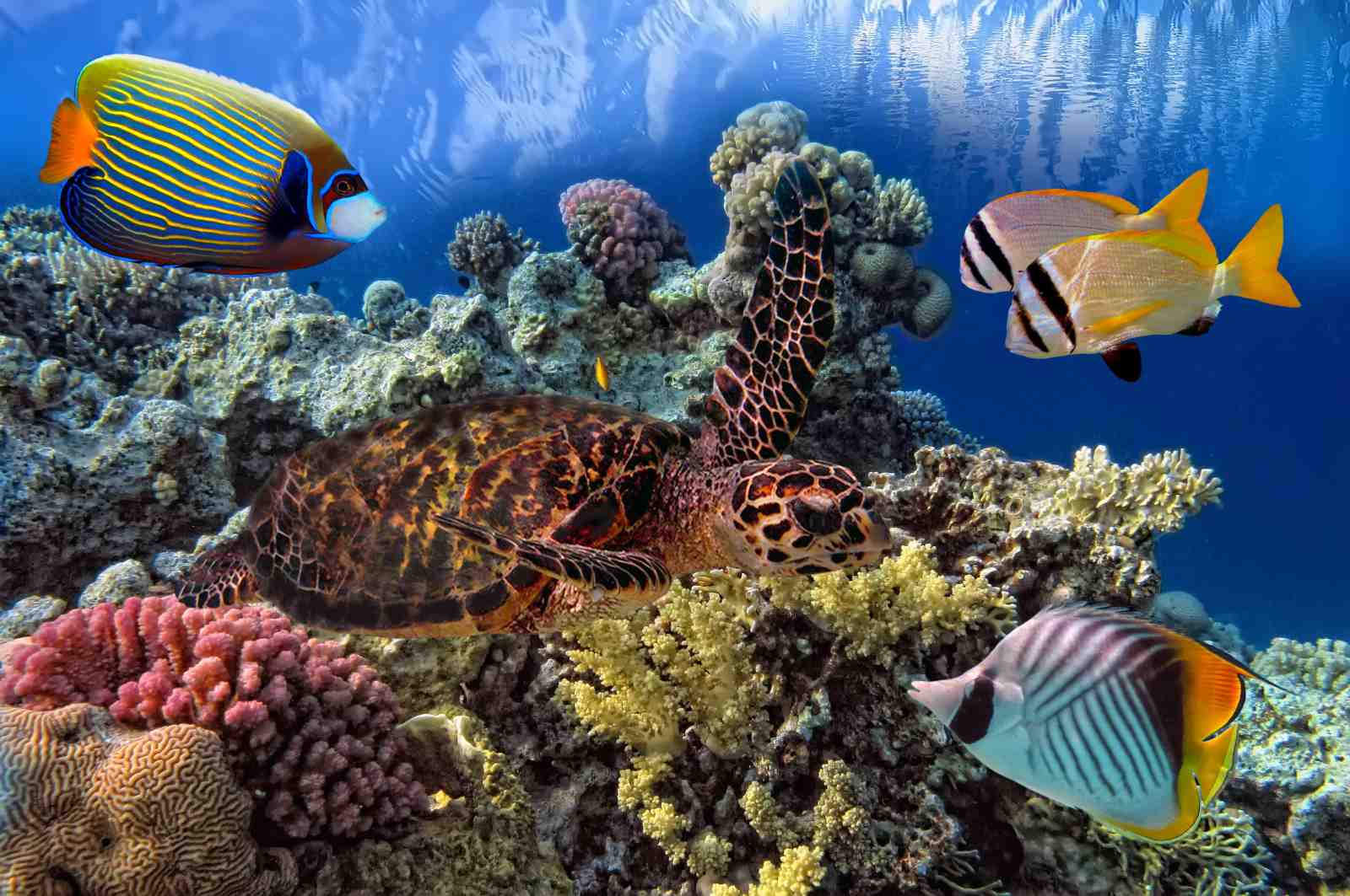 Ocean Turtle & Coral Reef Wall Art