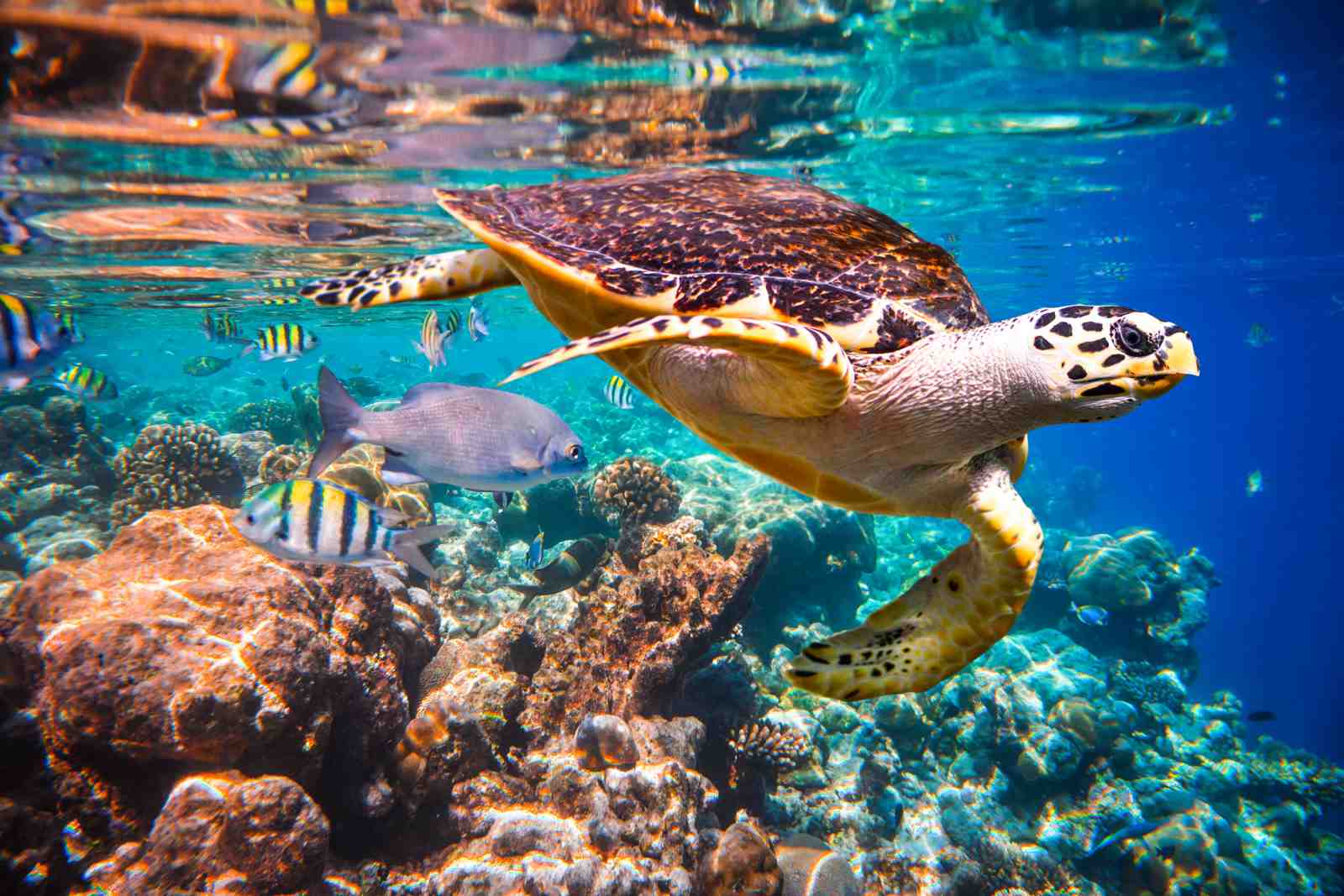 Majestic Sea Turtle & Tropical Fish Wall Art