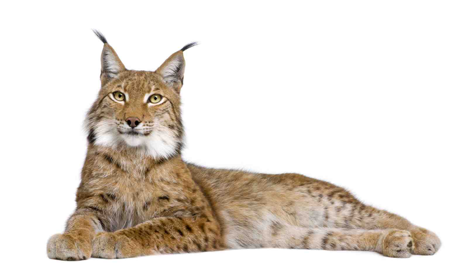 Majestic Lynx Wildlife Portrait Wall Art