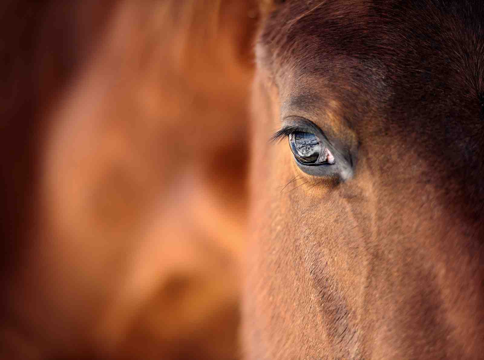 Majestic Horse Eye Close-up Wall Art