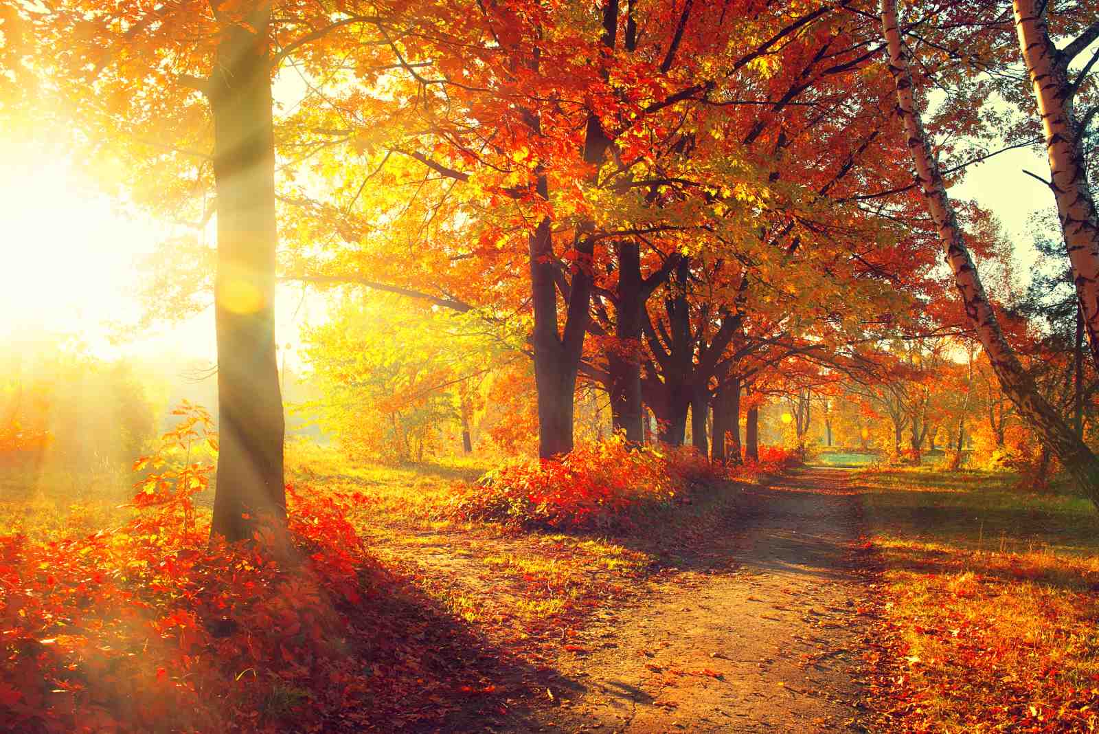 Golden Autumn Path Wall Art