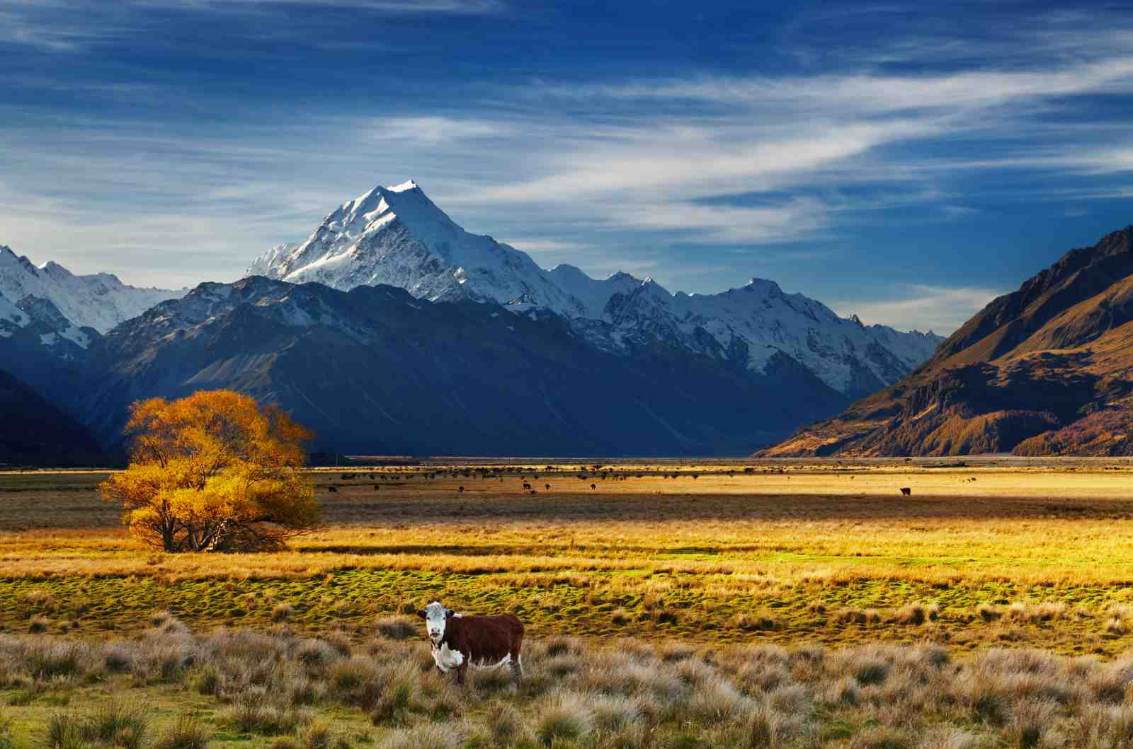 Majestic Mountain & Cow Landscape Wall Art