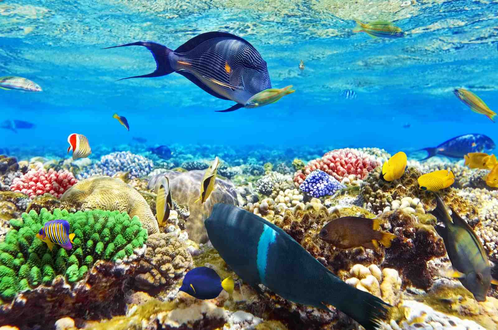 Vibrant Coral Reef Fish Wall Art | Ocean Wall Art