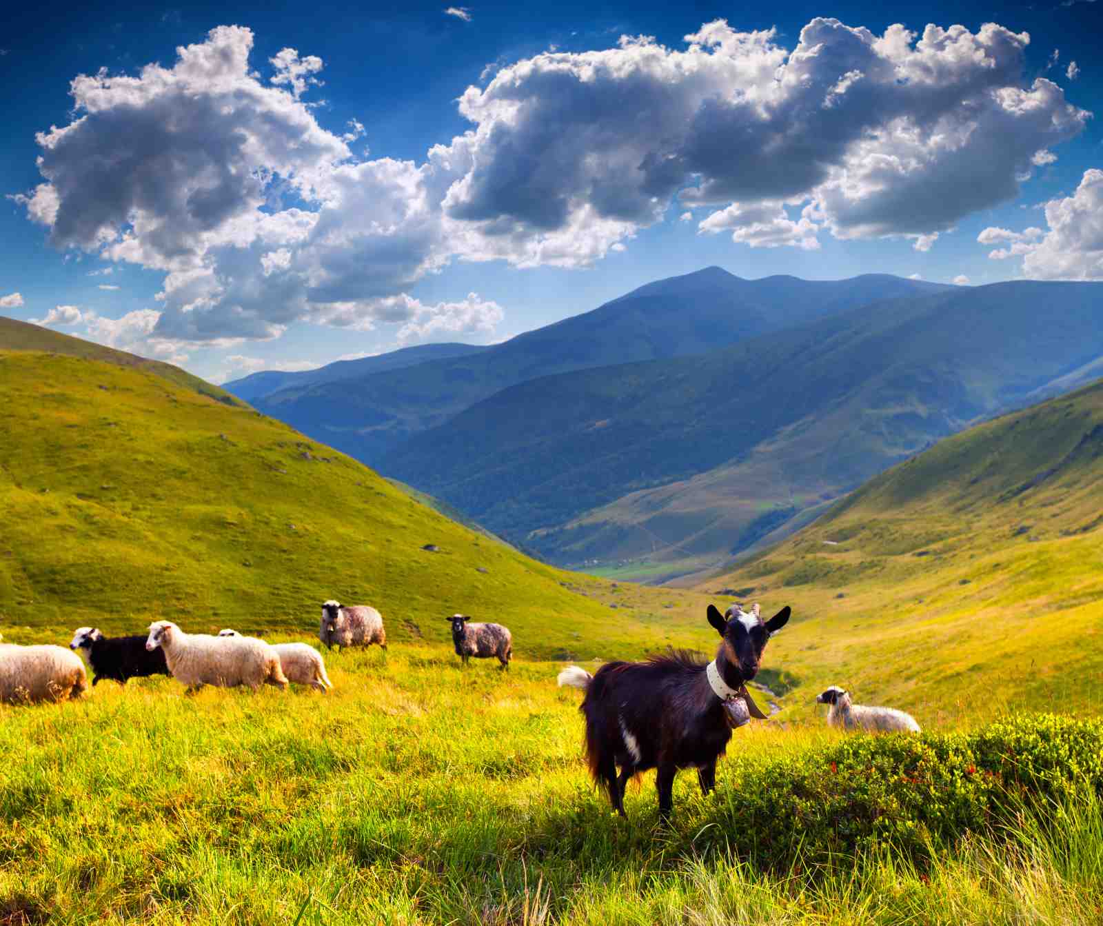 Scenic Mountain Goats & Sheep Wall Art