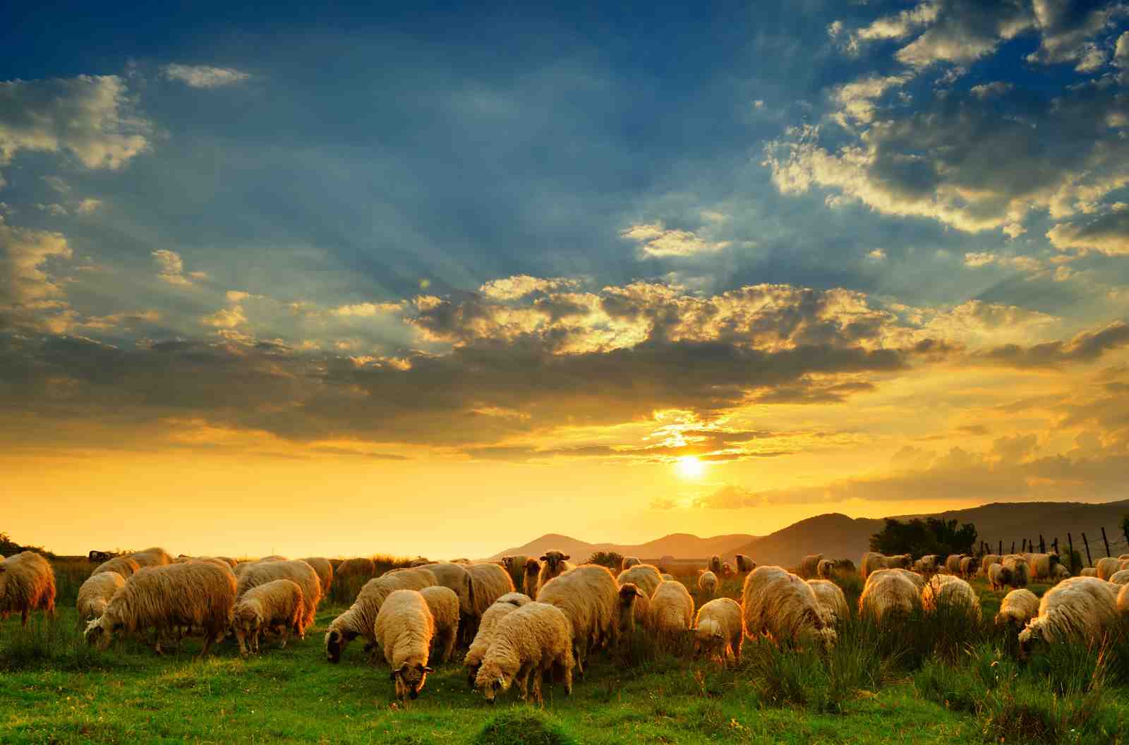 Serene Sunset Sheep Field Wall Art