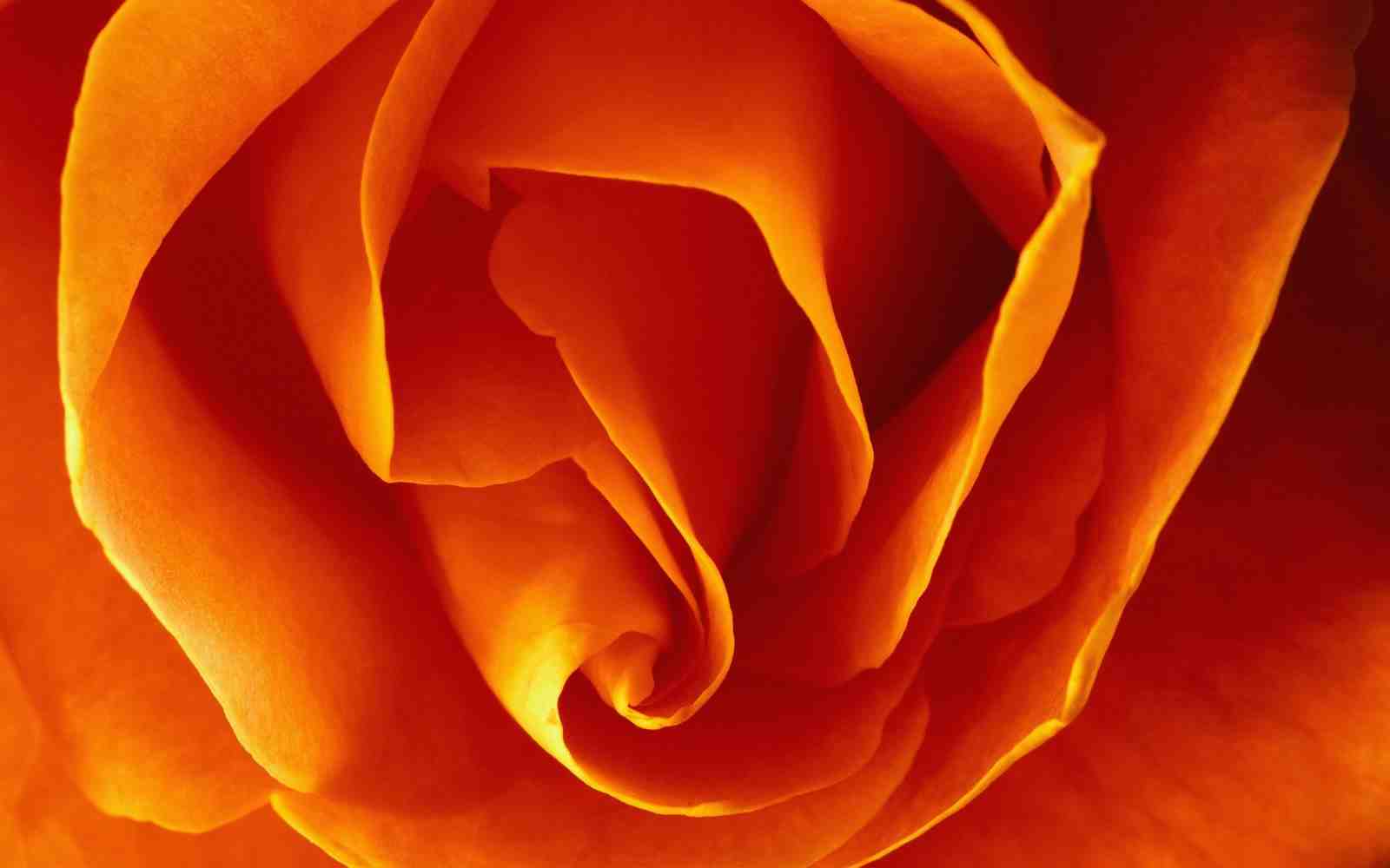 Vibrant Orange Rose Macro Wall Art Wall Art