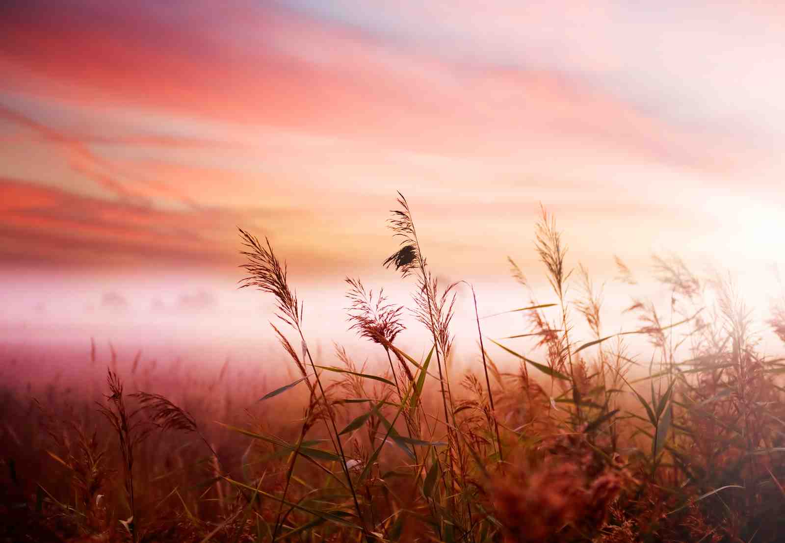 Serene Sunset Reeds Wall Art