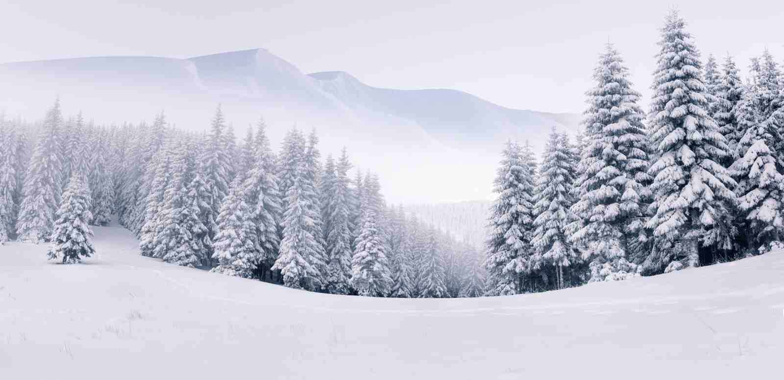Serene Snowy Forest Landscape Wall Art