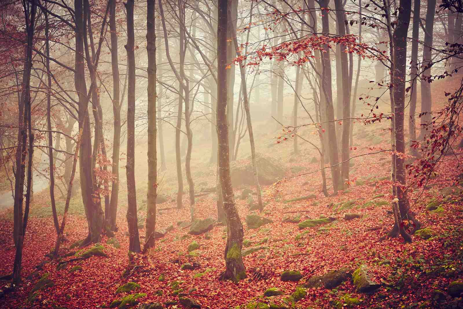 Misty Autumn Forest Wall Art