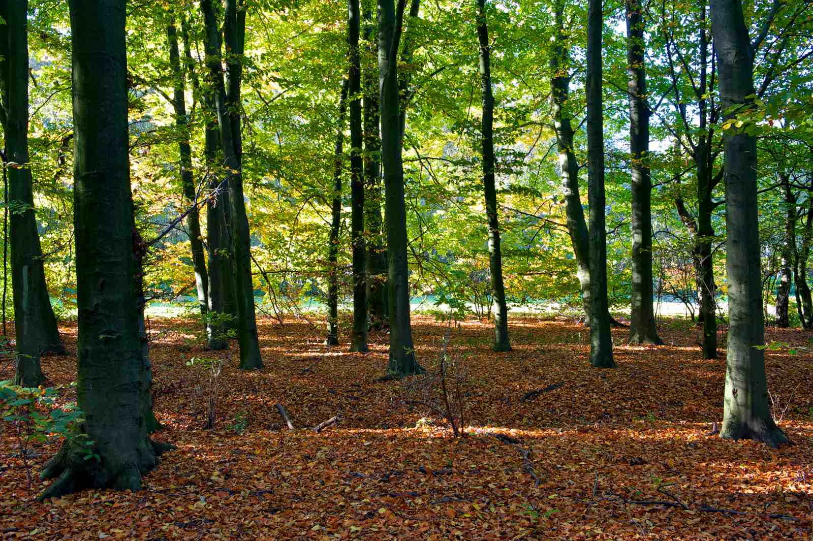 Enchanting Forest Path Wall Art
