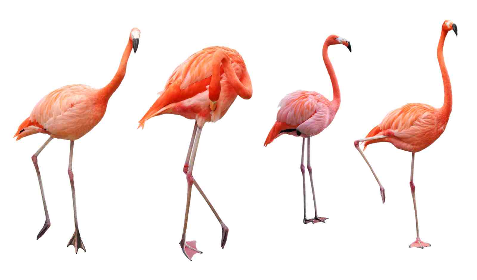 Vibrant Flamingo Flock Wall Art