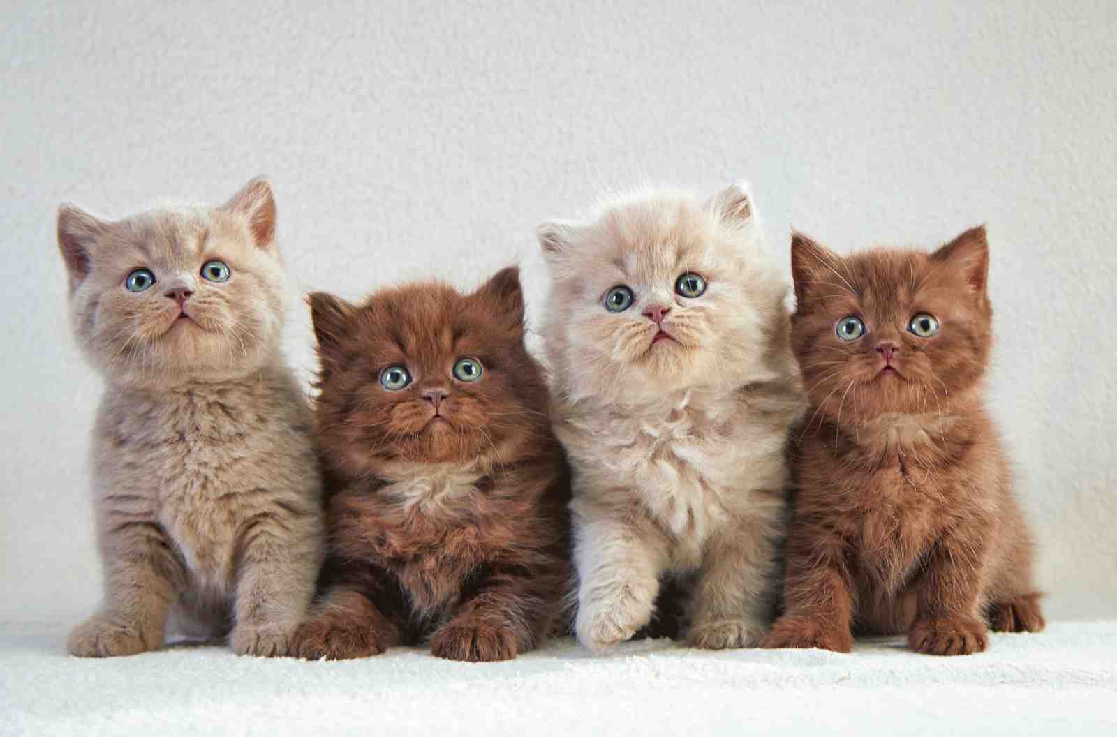Adorable Kitten Collection Wall Art