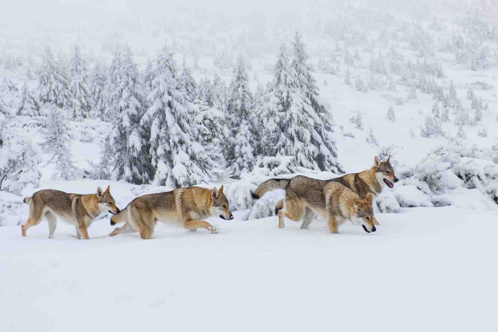 Wolf Pack Winter Wonder Wall Art