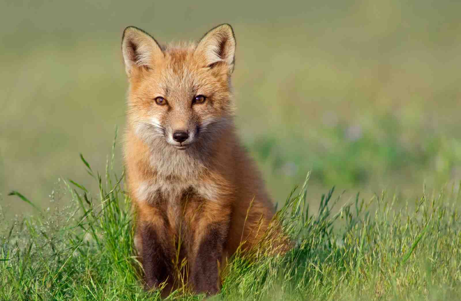 Red Fox Portrait Nature Wall Art