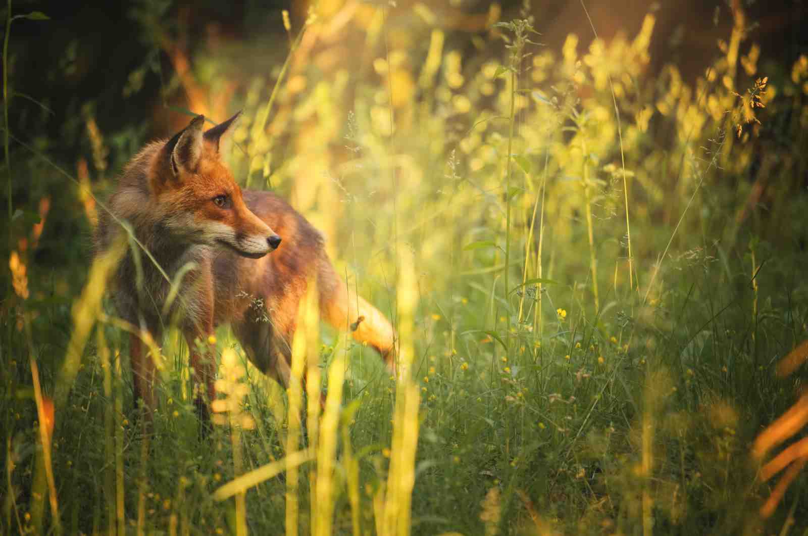 Enchanting Fox in Golden Hour Wall Art