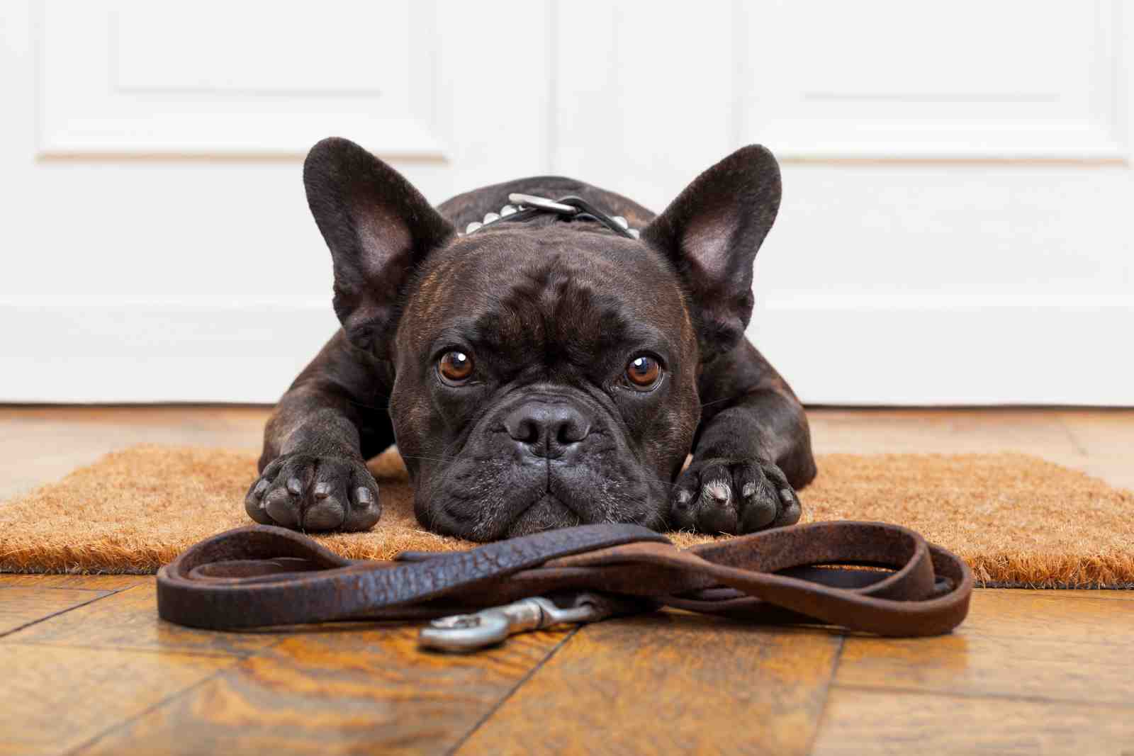 Adorable French Bulldog Waiting for Walk Wall Art