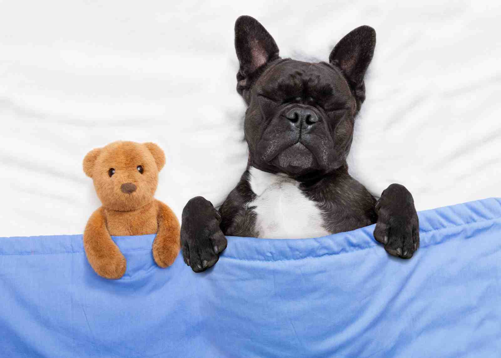 French Bulldog Cozy Sleep Wall Art