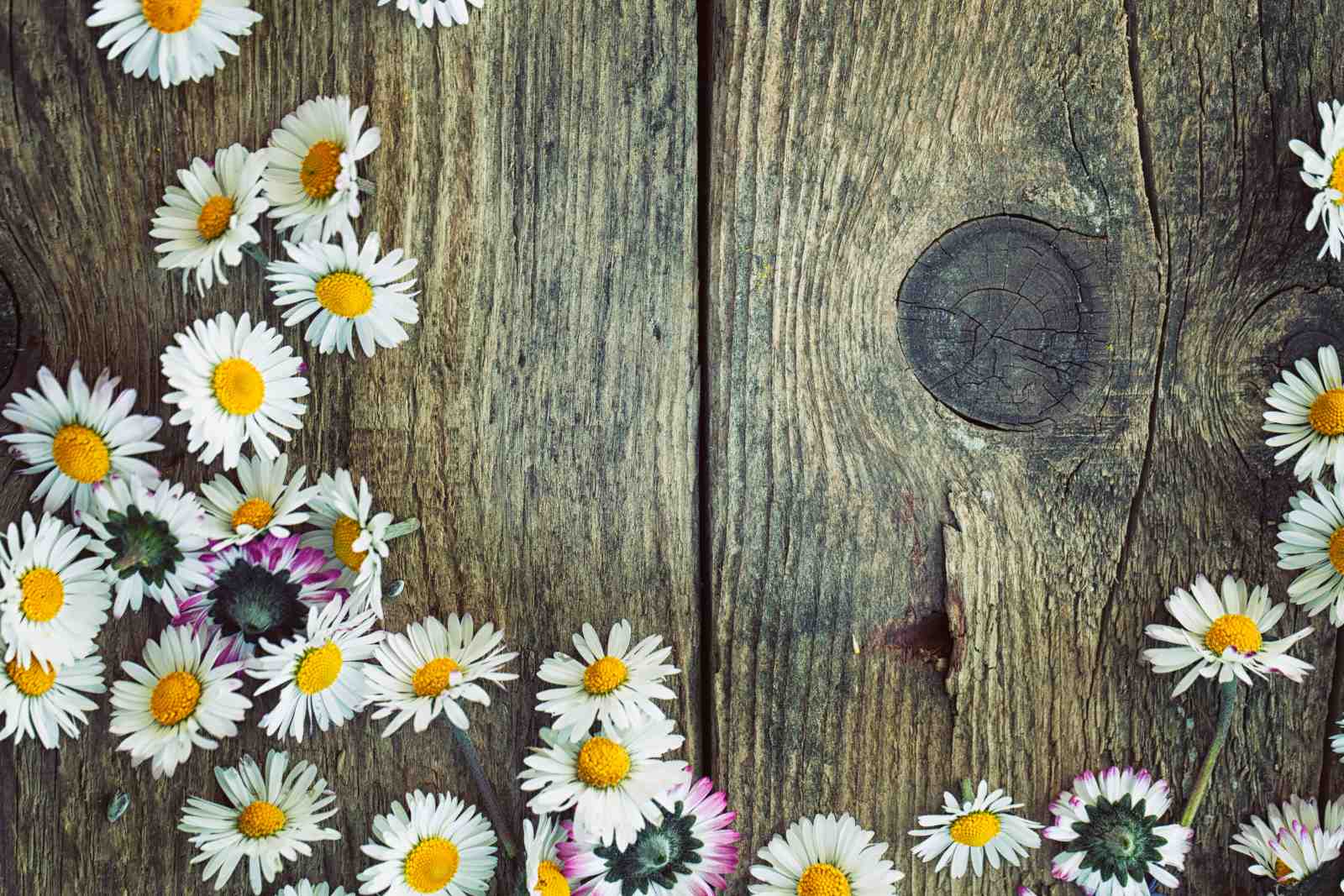Rustic Daisy Floral Wooden Background Wall Art