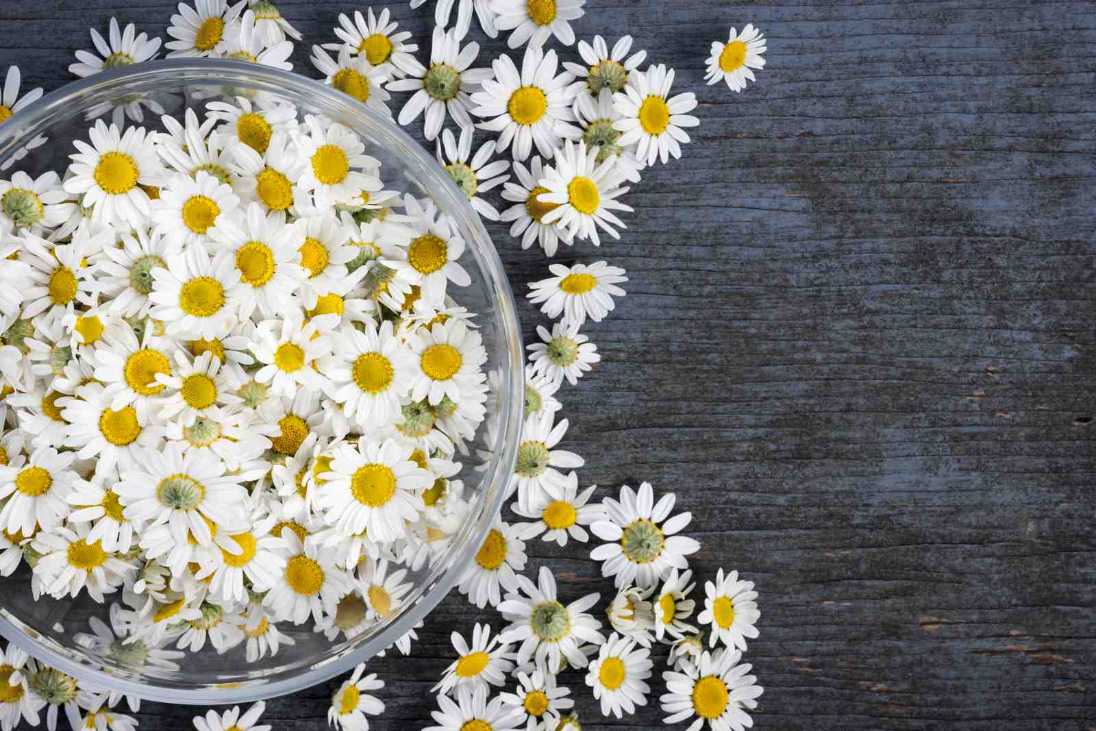 Fresh Daisy Meadow Serenity Wall Art