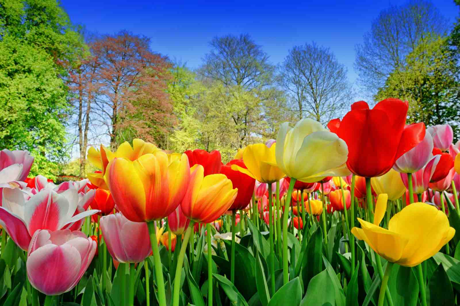 Vibrant Tulip Garden Wall Art