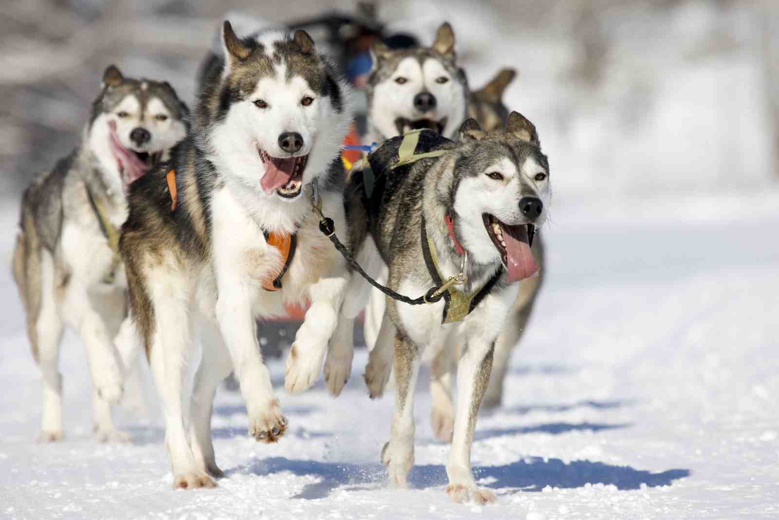 Majestic Husky Sled Dogs Running Wall Art
