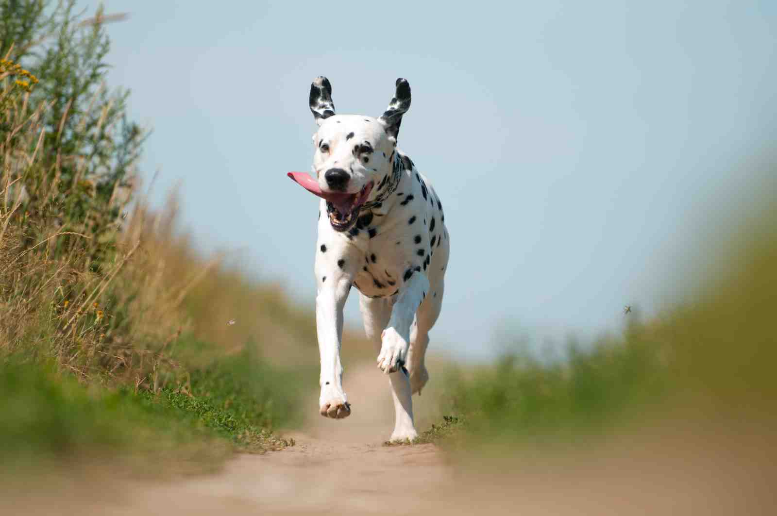 Joyful Dalmatian Running Free Wall Art
