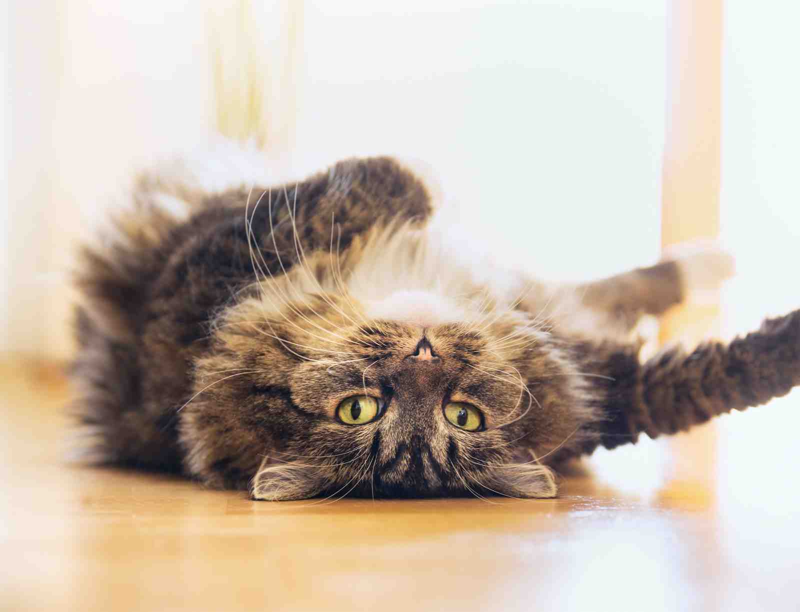 Playful Tabby Cat Rolling Over Wall Art
