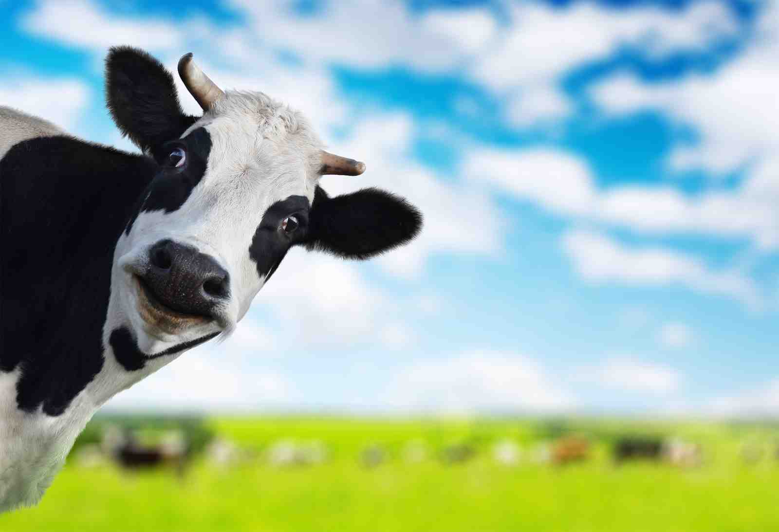 Whimsical Cow Peeking Wall Art - Farmhouse & Animal Art