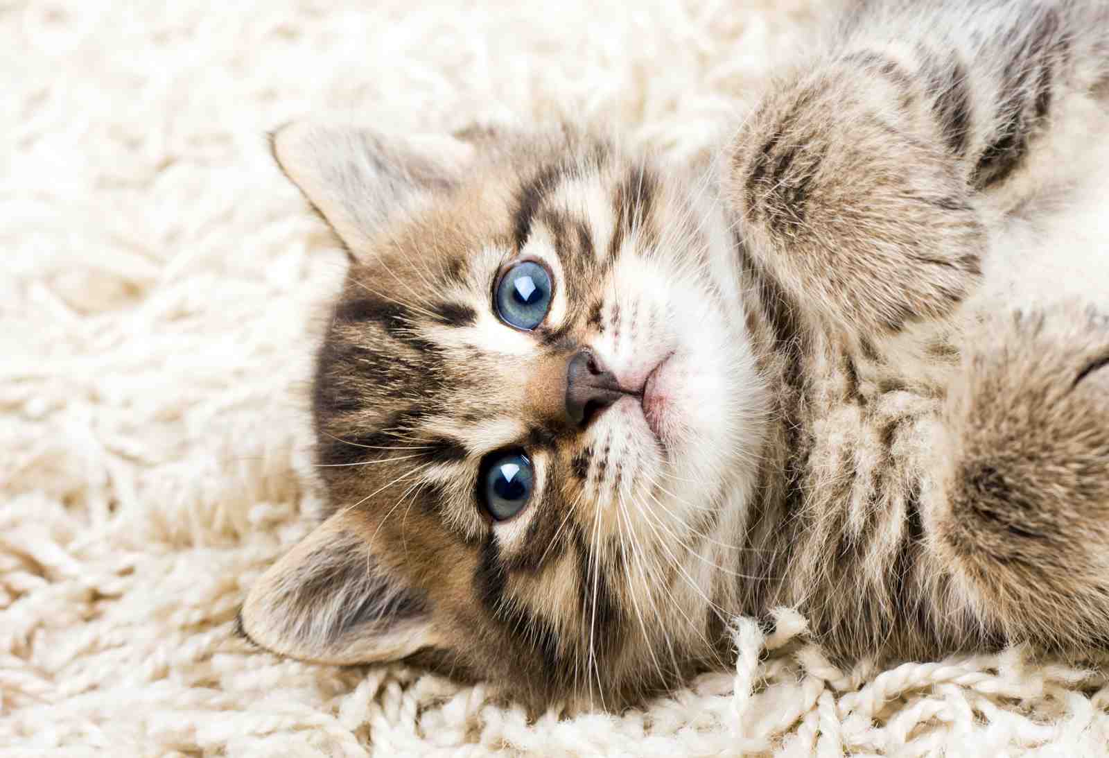 Adorable Kitten Blue Eyes Wall Art