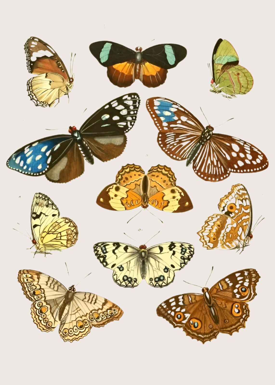 Vintage Butterfly Wall Art Wall Art
