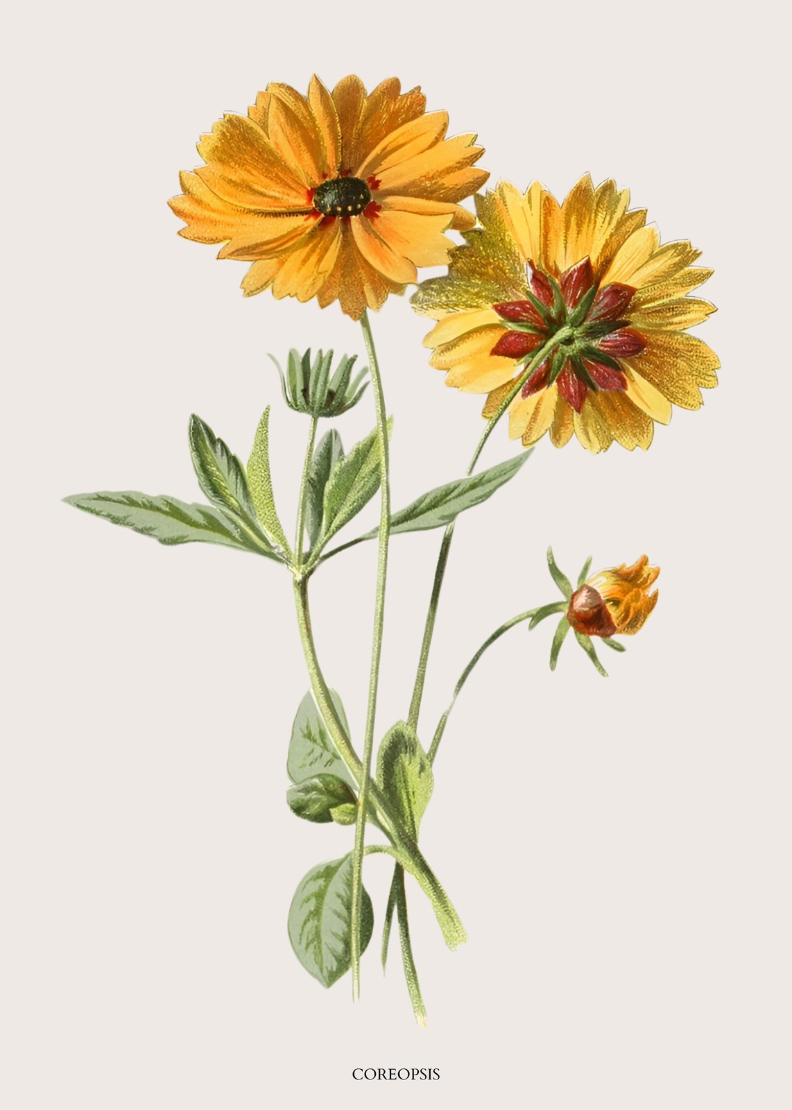 Vibrant Yellow Coreopsis Floral Botanical Wall Art