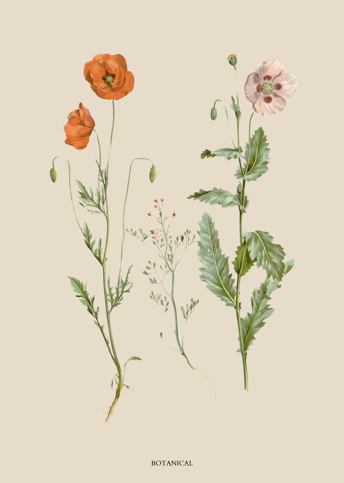 Vintage Botanical Poppies Wall Art