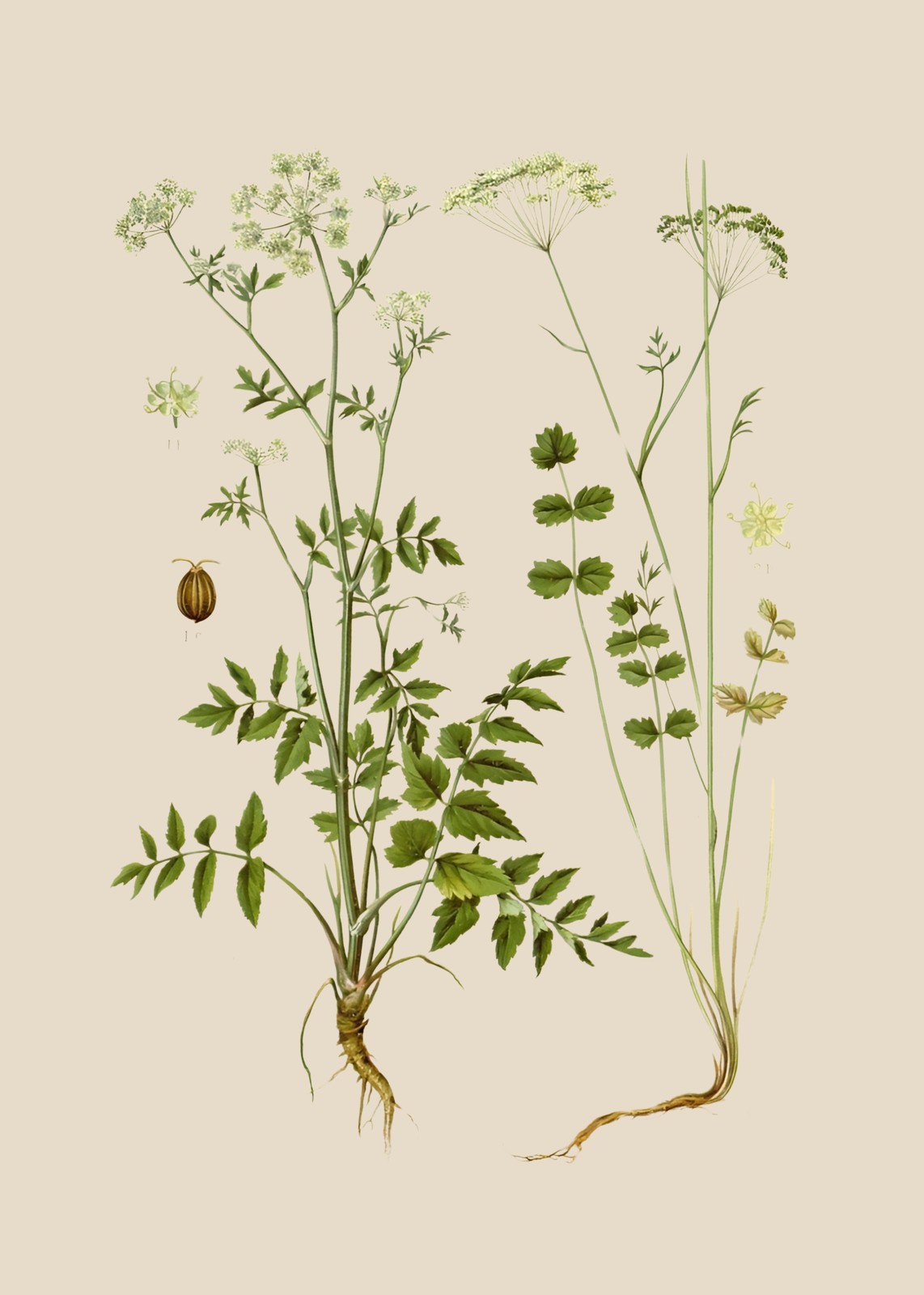 Vintage Botanical Parsley Print Wall Art